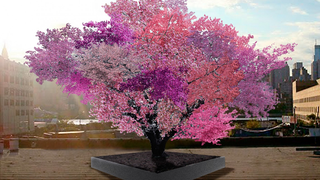 Amazing trees produce 40 different types of fruit